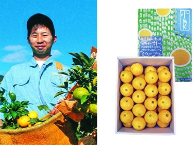 久保農園様小夏収穫の様子